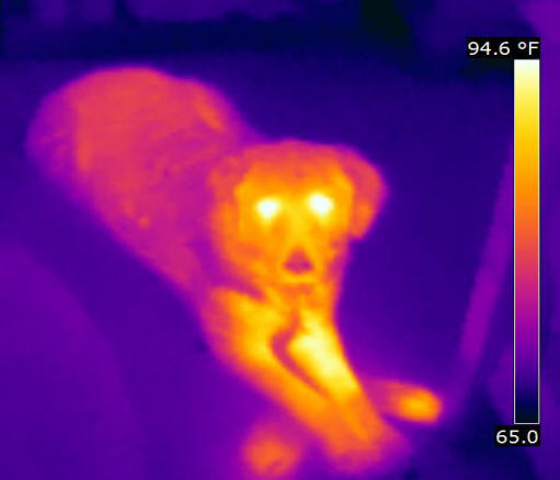 Sample thermal image